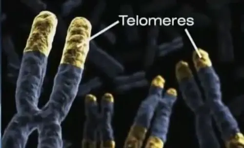 telomers
