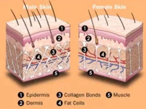 male-female-skin