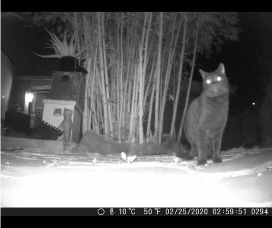 trail-cam-pic-1