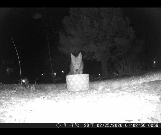 trail-cam-pic-2