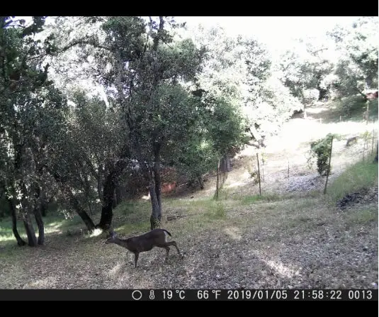 trail-cam-pic-3