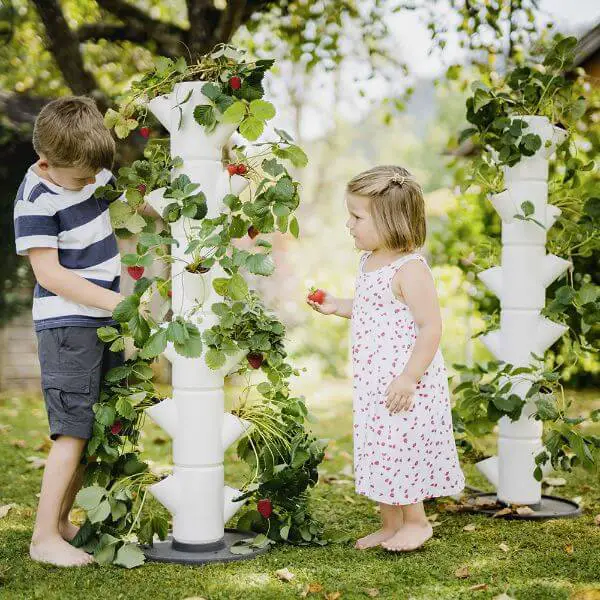 growing strawberries in a tower