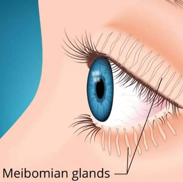 Meibomian-glands