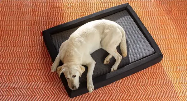 high quality dog bed