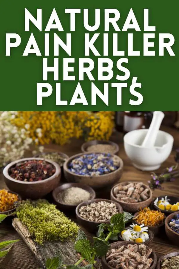  Natural Pain Killer Herbs