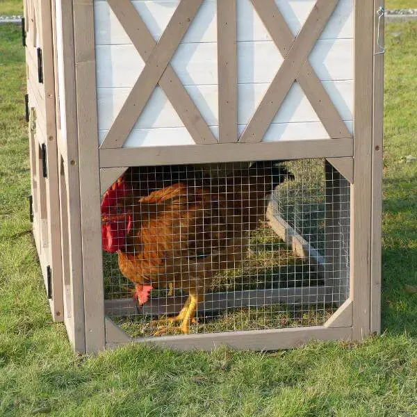 Chicken Coop For 4 Chickens