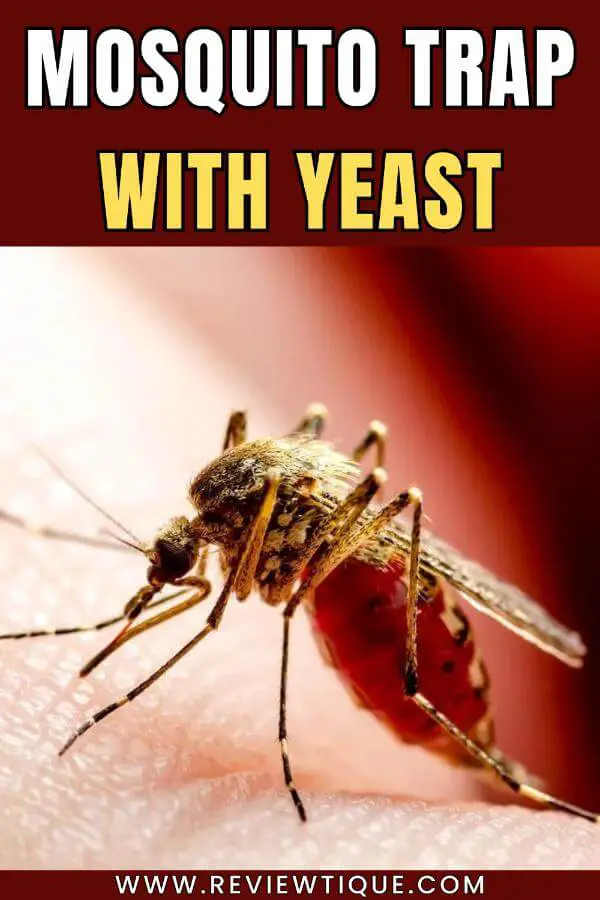Mosquito Trap DIY With Yeast