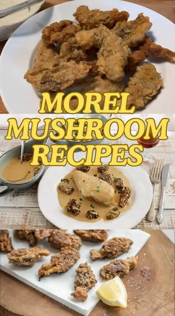Morel Mushroom Recipes