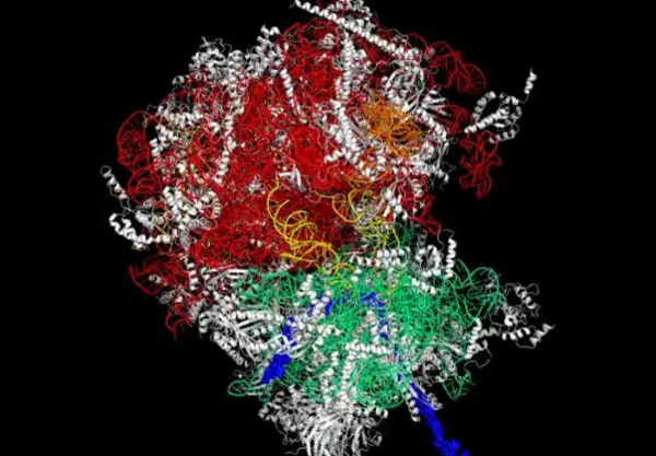Ribosome