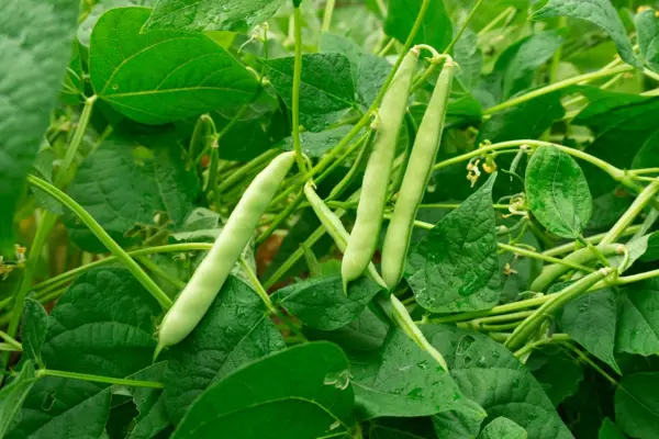 Bad Vegetables
