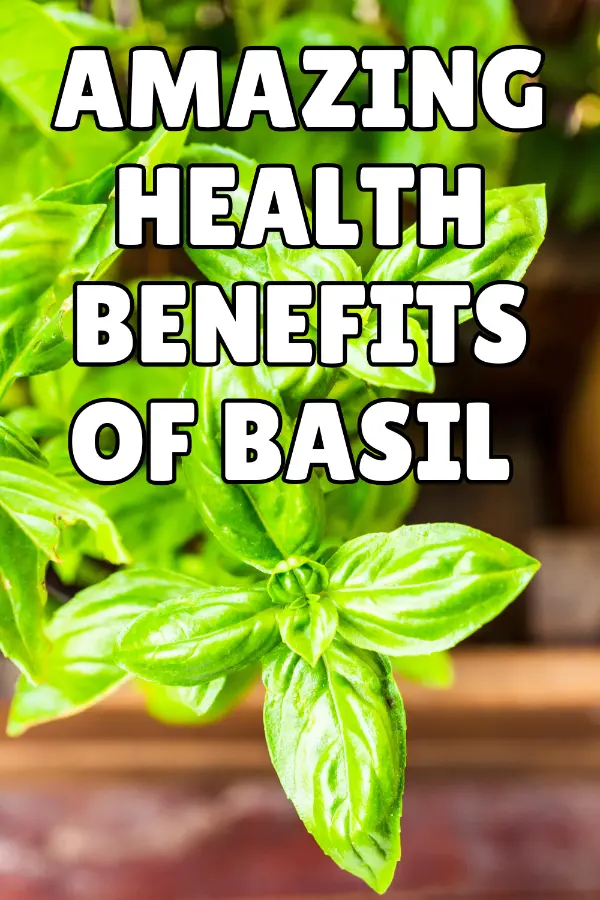 benefits of basil