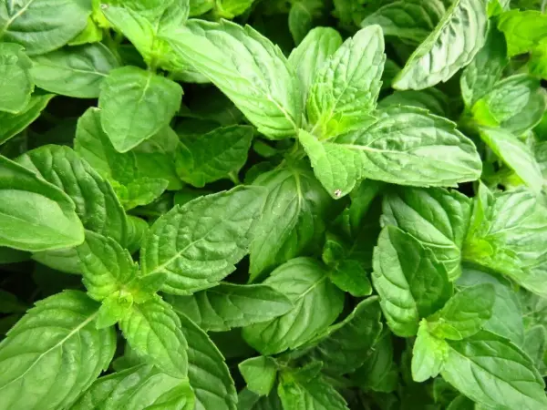 health benefits of basil